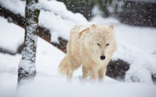 Обои волк, снег, зима