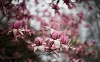 Картинка цветы, ветки, цветение, размытие, много, весна, розовые