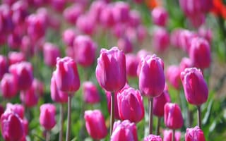 Картинка поле, цветы, много, весна, поляна, бутоны, розовые, тюльпаны