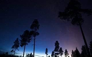 Картинка космос, пространство, ночь, звезды, деревья