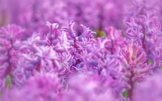 Картинка цветы, весна, размытый, много, розовые, гиацинты