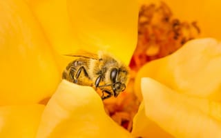 Картинка пчела, насекомое, макро, цветок