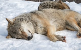 Картинка nature, fur, animal, sleeping, snow, Wolf, wildlife