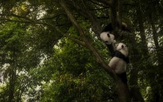 Картинка дерево, панды, игра, панда, играют