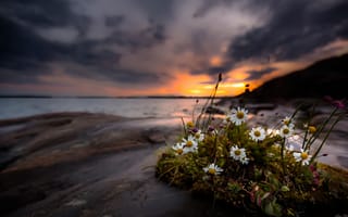 Картинка ромашки, цветы, берег