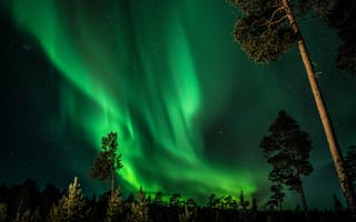 Картинка Финляндия, северное сияние, лес, небо, звезды, деревья, ночь