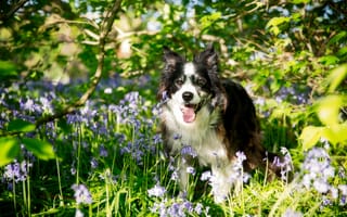Картинка Бордер-колли, собака, цветы
