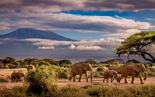 Картинка небо, облака, стадо, семейство, Африка, слон, слоны, горы, саванна, деревья