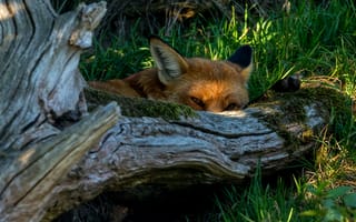 Картинка лето, трава, взгляд, деревья, лиса, лежит, морда, свет