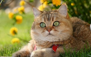 Картинка Британская короткошёрстная, Котофей, глазища, британец, кот, взгляд, морда, рыжий
