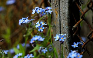 Картинка забор, flowers, мелкие цветы, голубые цветы, незабудки