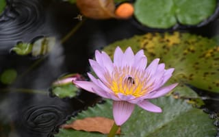 Картинка листья, вода, лепестки, водяная лилия, природа, нимфея, пчела