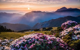 Обои солнце, утро, Азия, красота, туман, весна, склоны, горы, цветение, рассвет, кусты, природа, цветы, облака, дымка, холмы