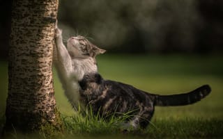 Картинка кошка, трава, котейка, боке, дерево, ствол, кот, когтеточка