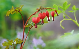 Картинка листья, цветы, разбитое сердце, веточка, красный, дицентра, сердечки, зеленый