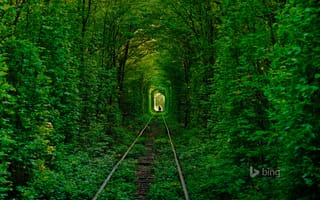 Картинка Клевань, дорога, силуэт, рельсы, деревья, тоннель любви, лес, Украина