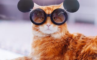 Картинка кошка, кот, морда, круглый, портрет, лапы, взгляд