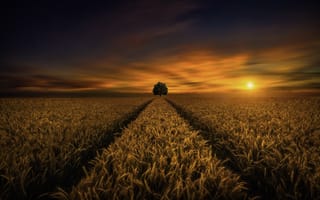 Картинка пшеница, поле, закат, дерево, Saydani Hmetosche