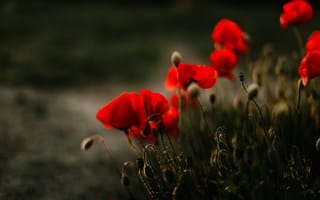 Картинка свет, цветы, маки, контрастно, темный, красный