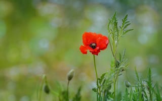 Картинка цветы, красный, зеленый, мак, маки, боке, один