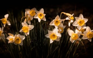 Картинка цветы, темный, весна, с желтым, поляна, нарциссы, белые