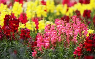 Картинка цветы, желтый, львиный зев, яркие, сад, поляна, розовые, клумба