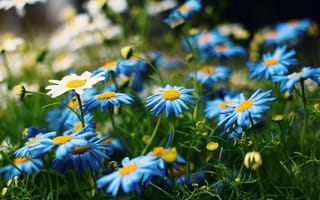 Картинка зелень, лето, цветы, белые, синий, ромашки, голубой, поляна