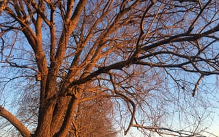 Картинка природа, дерево, ветки дерева, красиво, отражение заката