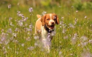 Картинка Эпаньол бретон, легавая собака, собака, луг, прогулка, цветы, Бретонский эпаньоль, щенок