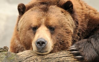 Картинка медведь, brown, бурый, bear, когти, думает, отдых, сила, боке, природа, красота, бревно, морда