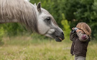 Картинка лошадь, папарацци, морда, фотограф, грива, мальчик, конь, фотоаппарат