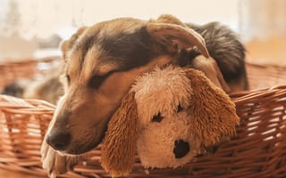 Картинка собаки, игрушка, сон, спящая, собака, морда