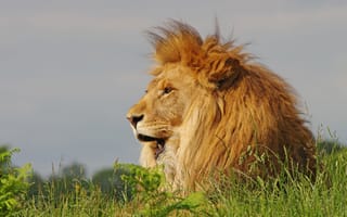 Картинка лев, царь зверей, трава, грива