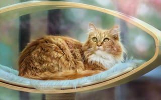 Картинка кошка, кот, обработка, взгляд, лежанка, рыжая