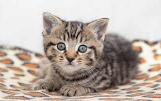 Картинка кошка, взгляд, покрывало, лежит, милая, белый, поза, серый