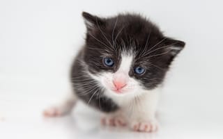 Картинка кошка, взгляд, черно-белое, малыш, белый, милая, поза, котёнок