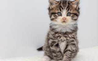 Картинка кошка, взгляд, поза, мордашка, серый, милая, белый, котёнок
