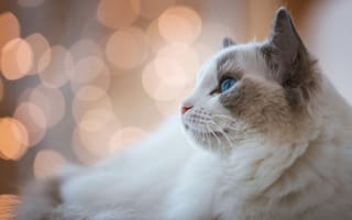 Картинка кошка, белый, кот, светлый, взгляд, портрет, морда