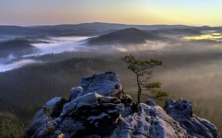 Картинка туман, утро, дерево, гора