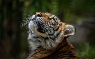 Картинка взгляд, морда, тигр, портрет, молодой, темный, тигрёнок, боке