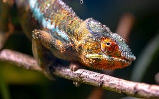 Картинка глаза, взгляд, макро, капли, хамелеон, ветки, поза