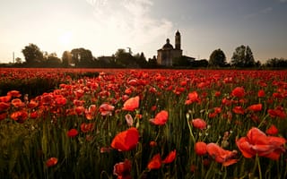 Картинка лето, небо, природа, деревья, красный, облака, цветы, поляна