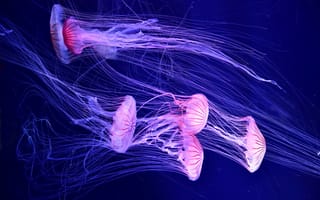 Картинка медузы, море, вода