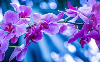 Обои орхидея, макро, экзотика, ветка