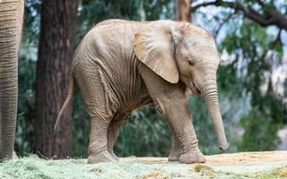 Картинка трава, листья, деревья, прогулка, природа, малыш, слон