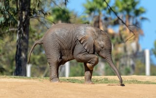 Картинка листья, деревья, слон, поза, прогулка, природа, ветки