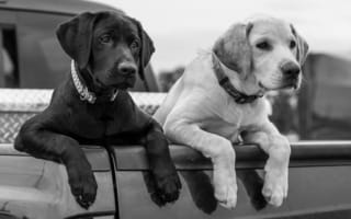 Картинка Лабрадор-ретривер, щенки, чёрно-белая, лапы, кузов, собаки