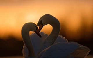 Обои любовь, пара, закат, птицы, парочка, лебеди