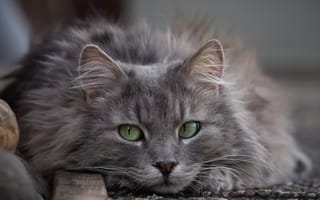 Картинка кот, пушистый, зелёные глаза, котейка, взгляд, мордочка
