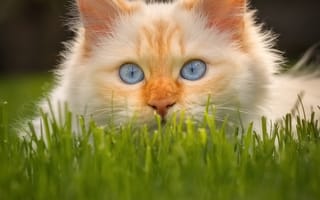 Картинка кошка, голубые глаза, котейка, мордочка, трава, взгляд